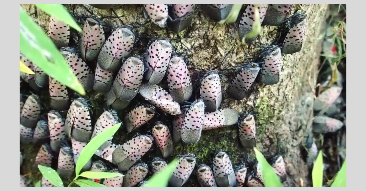 lanternfly cluster.jpg